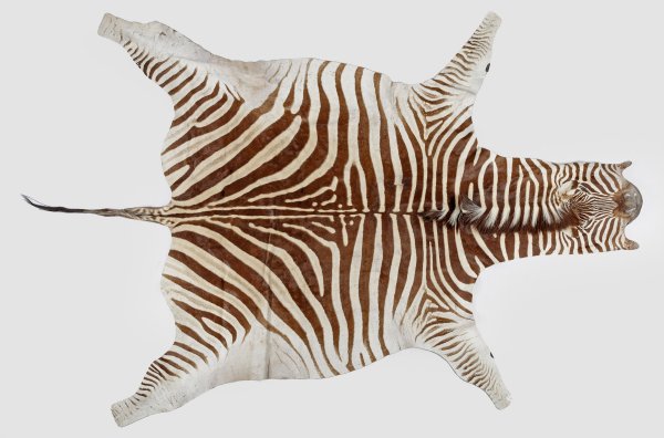 Zebra-Fell